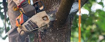 Professional Tree Care  in Telford, TN